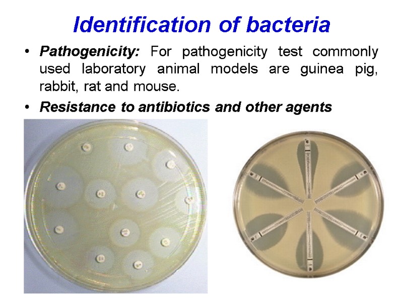 Identification of bacteria  Pathogenicity: For pathogenicity test commonly used laboratory animal models are